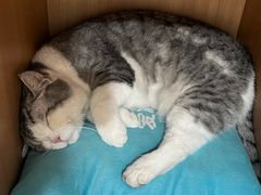 -小伙伴宠物医院•急重症转诊中心·老年专科·犬猫全科(北大街总院)