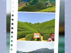 -龙坞茶村
