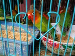 android_upload_pic-桂林市花鸟市场