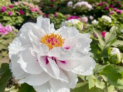 -莲花池公园
