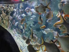 -左海海底世界