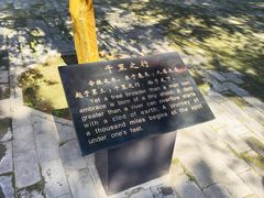 -函谷关历史文化旅游区