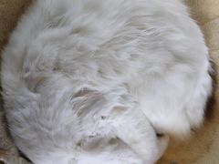 -喵喵咪呀布偶猫咖(春熙路店)