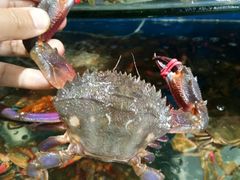 -蓝珊甄选海鲜自助·火锅大排档(近阿那亚店)
