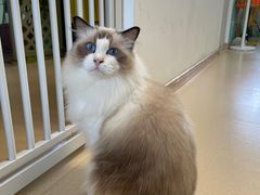 -猫在这儿猫咪咖啡馆·撸猫馆