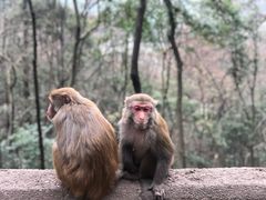 -黔灵山公园