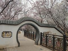 -桃花堤公园