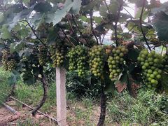 -南汇老顾农家乐采摘大团水蜜桃采摘店