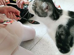 -飞行喵MR PILOT|猫舍·猫咖(静安大融城店)