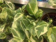 -龙大花卉苗木市场