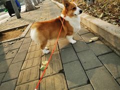 -宠福鑫康馨动物医院·骨科·眼科