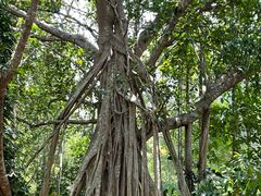-中国科学院西双版纳热带植物园