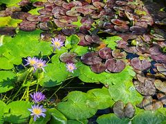 -国家植物园南园