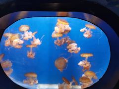 -烟台海昌鲸鲨海洋公园