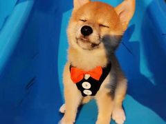 -萌宠之家·腊肠犬·马尔泰·小体犬舍