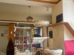 -猫咖时代(中山亭店)