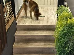 -百好乐宠物友好餐厅(朝外大街店)