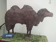 -中国第四纪冰川遗迹陈列馆