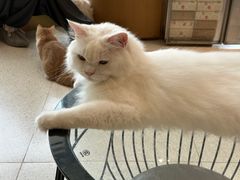 -飞行喵MR PILOT|猫舍·猫咖(静安大融城店)