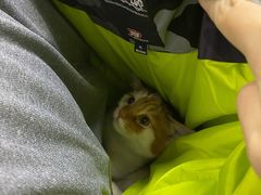 -美联众合动物医院·24h转诊中心