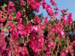-桃花涧