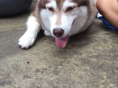 -TrueLove @ Neverland (Husky Cafe)