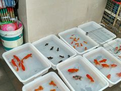 -福缘阁绿植园(古海道店)
