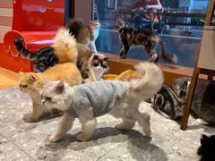-米乐乖乖猫咪咖啡馆·猫咖(深圳湾后海汇店)