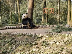 -中国大熊猫保护研究中心雅安碧峰峡基地