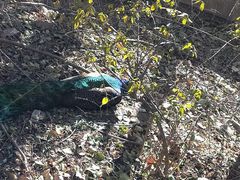 -北京麋鹿生态实验中心