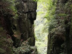 -天目山大树王景区