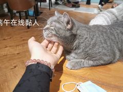 -猫小院猫主题餐厅(三里屯店)
