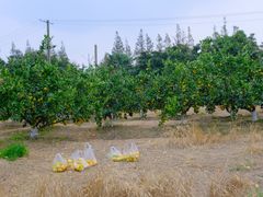 -上海长兴岛郊野公园