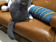 -藏猫猫咖啡主题馆(中央大道店)