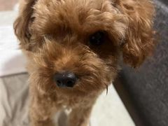 -瑞派宠物医院·犬猫全科·猫友好(宾水西道店)