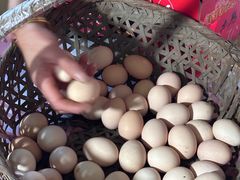 -马陆小张葡萄园农家乐