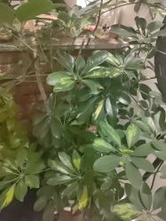 -新龙门刺青·纹身