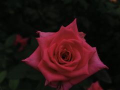 -人民公园(罗湖区)