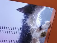 -福懋动物医院·犬猫全科·外科·重症科(杏林分院)