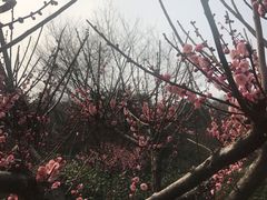 -雨花胜境