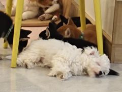 -柴犬小屋·柴餐厅·狗咖食堂(金鼎广场店)