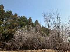 -北京鹫峰国家森林公园