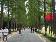 -黄海国家森林公园