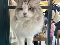 -猫小院猫主题餐厅(南锣旗舰店)