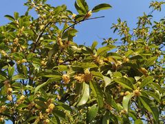 -铁山坪森林公园