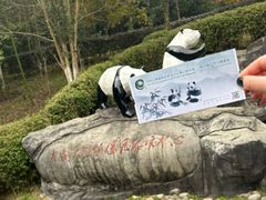 -都江堰中华大熊猫苑