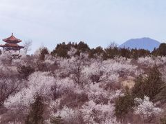 -白水寺森林公园
