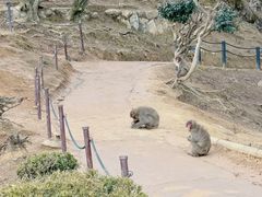 -岚山猴子公园