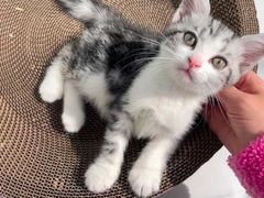 -欣宠猫屋·矮脚拿破仑·蓝金金渐层