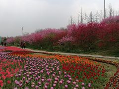 -秀丽东方